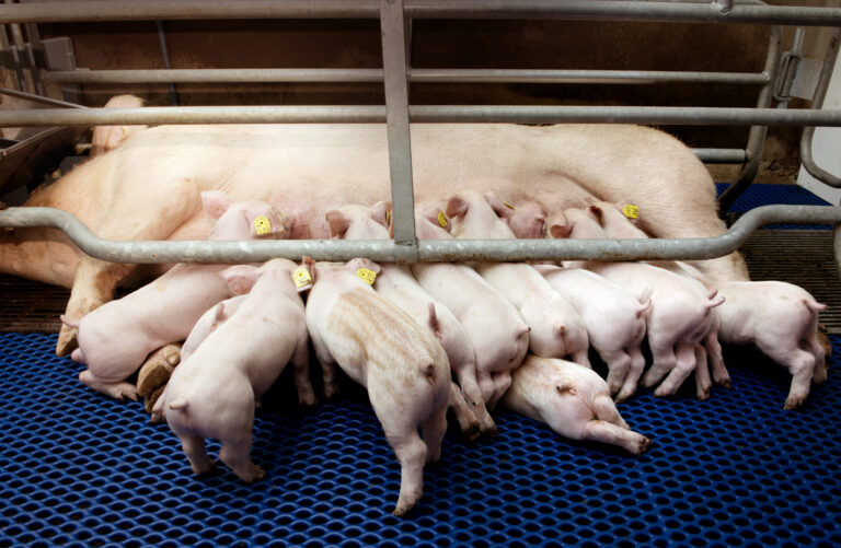 Chăn nuôi lợn giống cấp cụ kỵ: Những điều cần lưu ý để tối ưu hóa lợi nhuận