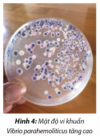 Mật độ vi khuẩn Vibrio parahemoliticus tăng cao