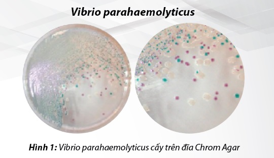 Vibrio parahaemolyticus cấy trên đĩa Chrom Agar