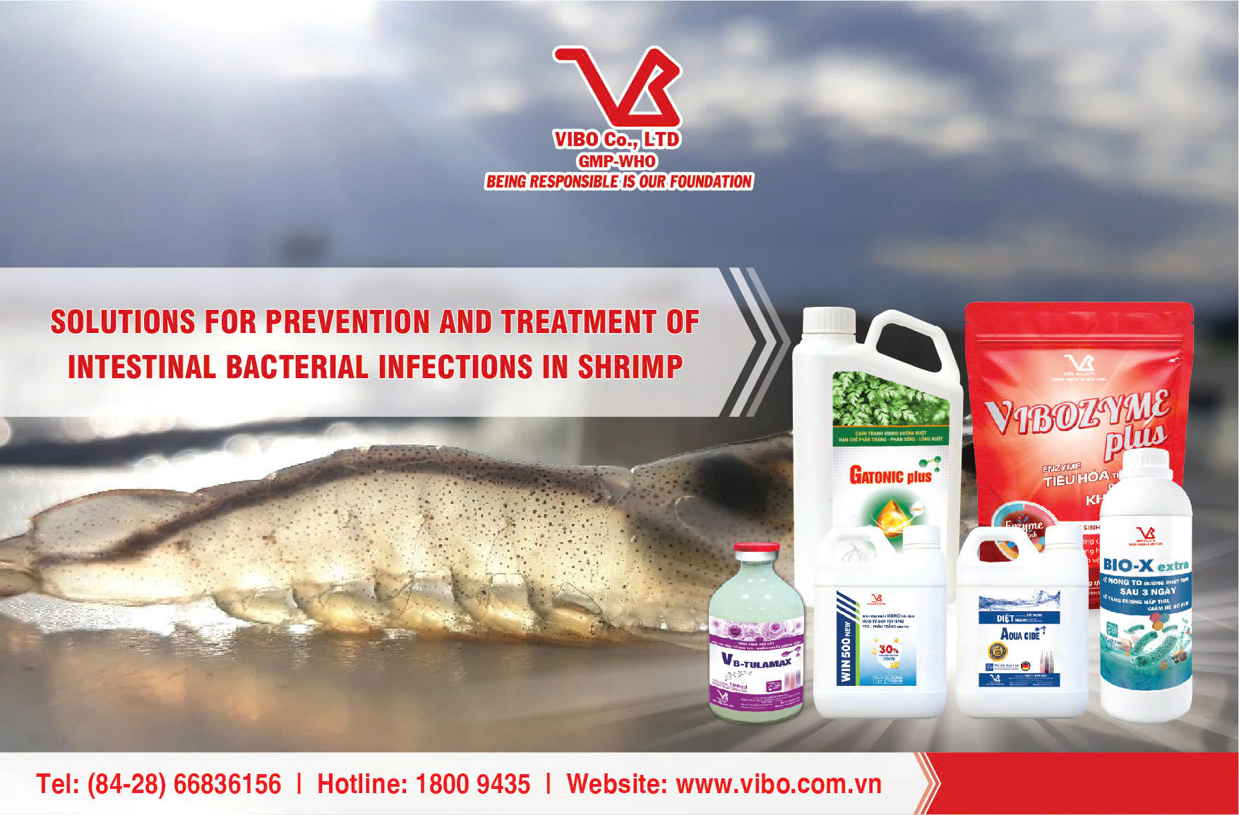 SOLUTIONS FOR PREVENTION AND TREATMENT OF INTESTINAL BACTERIAL INFECTIONS IN SHRIMP
