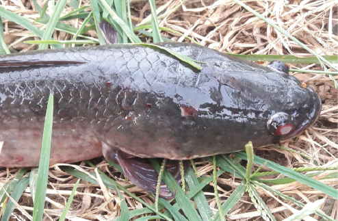 PROCEDURE FOR PREVENTION AND TREATMENT OF hemorrhagic disease and white spots in the internal organs disease of snakehead