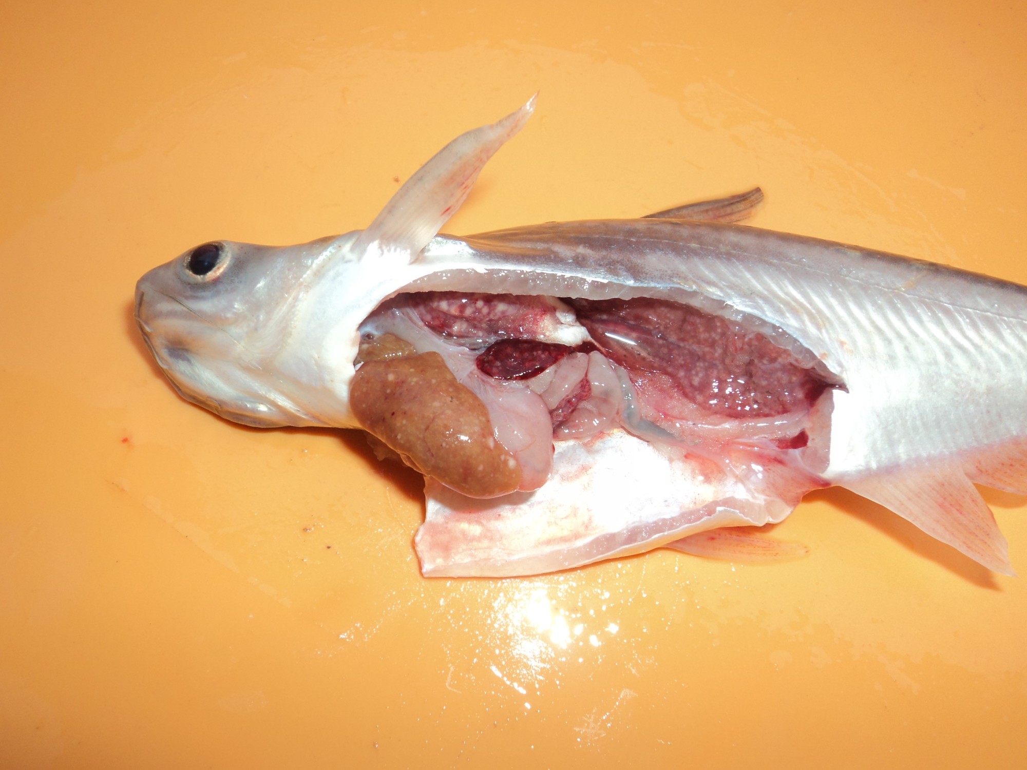 Procedures for the prevention and treatment of white spots in the internal organs disease of fingerling catfish (Pangasianodon hypophthalmus)