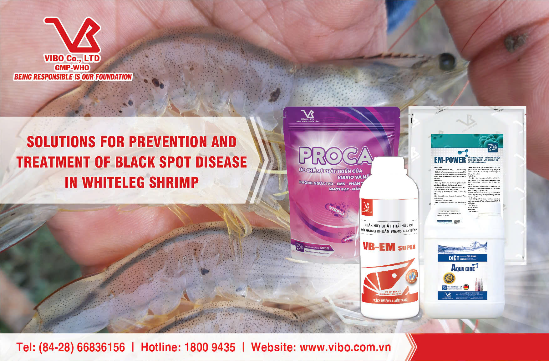SOLUTIONS FOR PREVENTION AND TREATMENT OF BLACK SPOT DISEASE IN WHITELEG SHRIMP