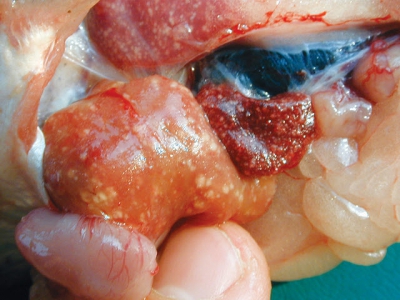 Common diseases of pangasius catfish farmed in Vietnam