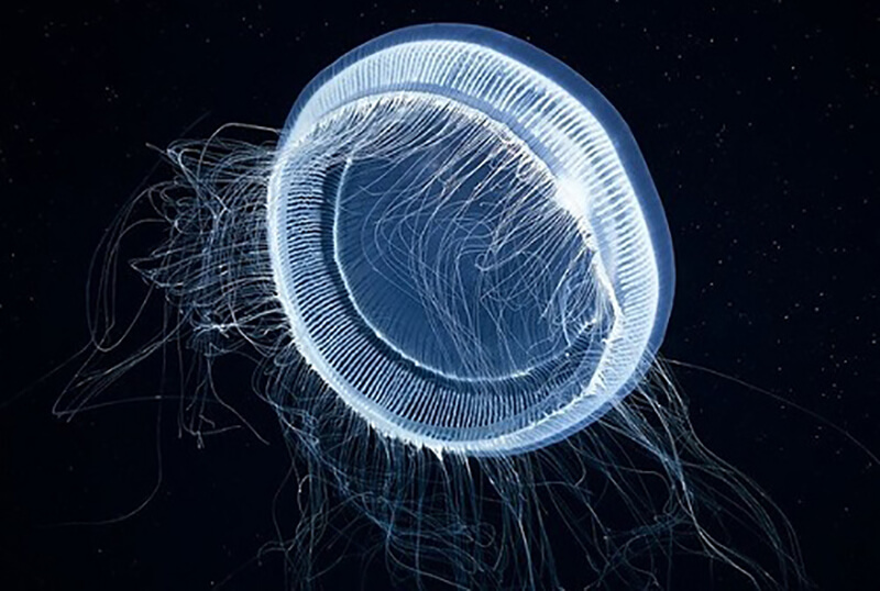 Cách diệt sứa nước trong ao nuôi tôm hiệu quả