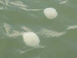 Khi sứa nước xuất hiện với mật độ cao, chúng sẽ cạnh tranh thức ăn với tôm