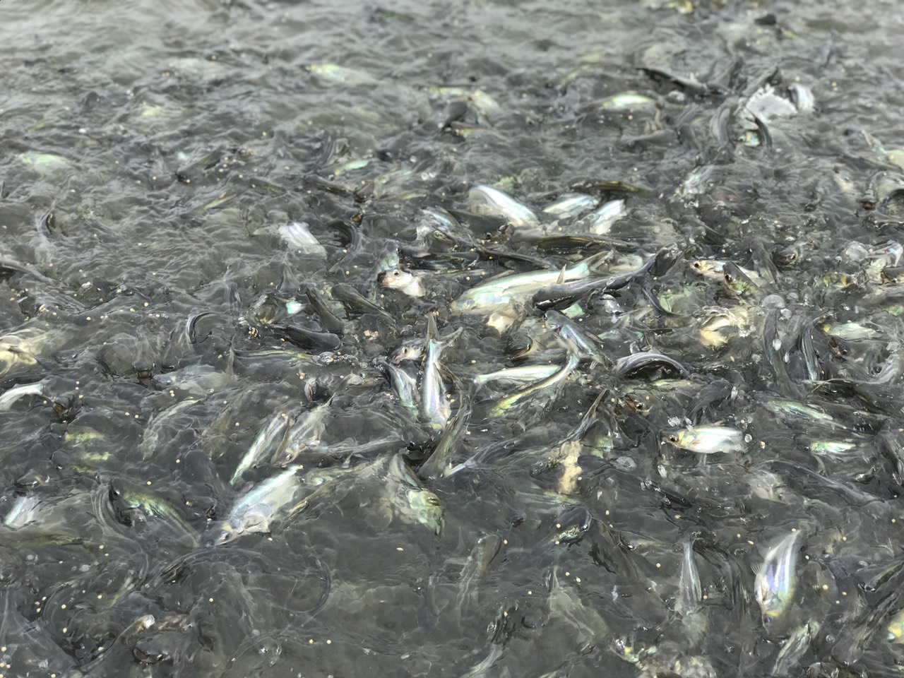 Theo báo cáo từ các địa phương, năm 2023, diện tích nuôi cá tra bị dịch bệnh trên 435 ha, giảm 13% so với năm 2022