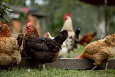 Chia sẻ kinh nghiệm về kỹ thuật chăn nuôi gà giai đoạn đẻ