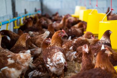 4 Phương pháp hiệu quả để kiểm soát trứng gà đẻ thương phẩm