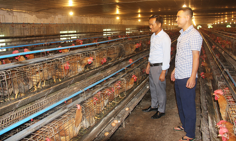Trại gà giống của gia đình anh Nguyễn Tiến Mạnh ở xã Tam Tiến (Yên Thế)