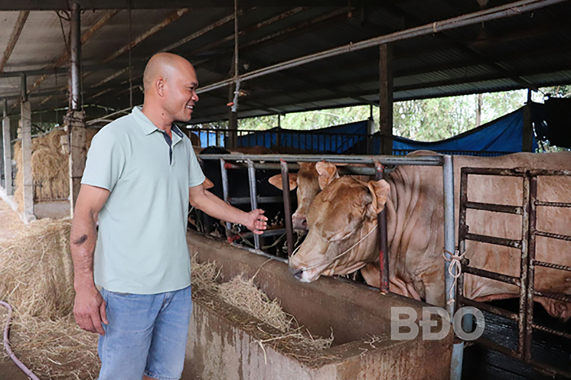 Bên cạnh cám viên, anh Phạm Đình Quốc còn tăng cường nguồn thức ăn xanh cho đàn bò nuôi vỗ béo bằng bột bắp, cám gạo, cỏ, hèm bia…