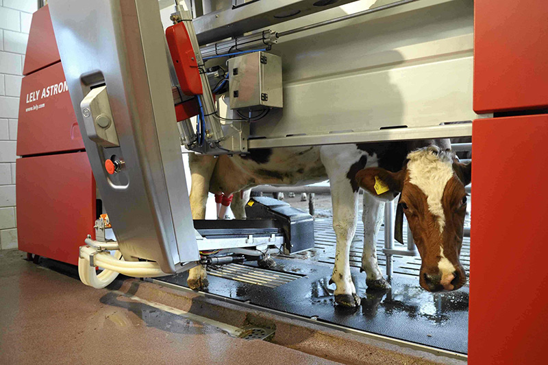 Sự xuất hiện của robot trong chăn nuôi không chỉ giảm lao động mà còn tăng năng suất
