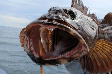 Bí mật "siêu năng lực" thay răng của cá linh Thái Bình Dương