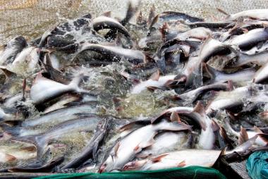 Dự báo: Giá cá tra tại Trung Quốc sẽ tăng trong năm 2024