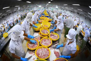 Cơ hội và thách thức khi Brazil leo lên top 4 thị trường NK cá tra của Việt Nam