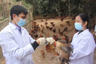Phòng chống Cúm gia cầm - Thông tin quan trọng cho người chăn nuôi
