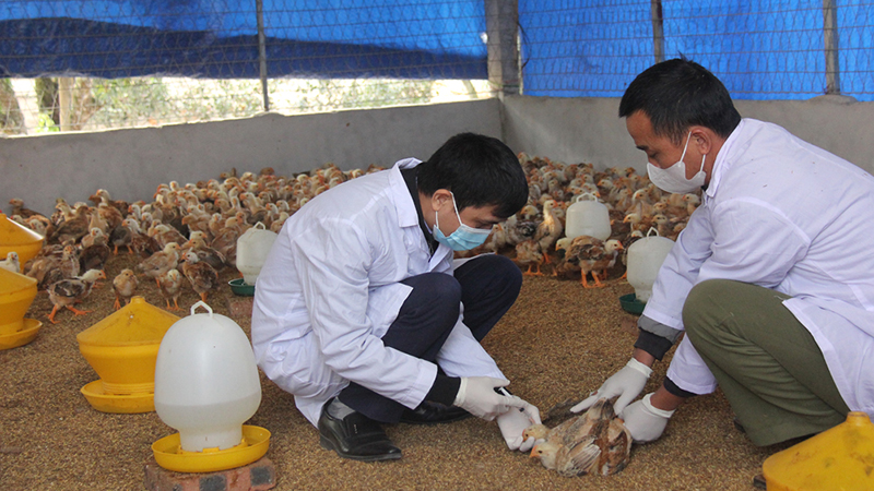 Cán bộ thú y cơ sở tiêm vắc-xin phòng bệnh cúm gia cầm cho đàn gà tại xã Xuân Lương (Yên Thế).