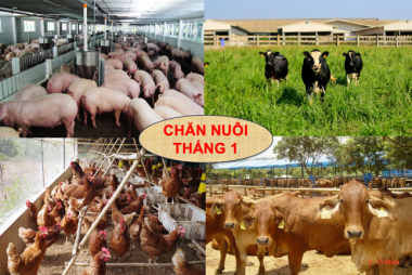 TÌNH HÌNH CHĂN NUÔI CẢ NƯỚC THÁNG 1/2026