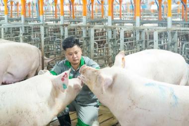 Giải bài toán dịch bệnh và môi trường bằng mô hình chăn nuôi tuần hoàn