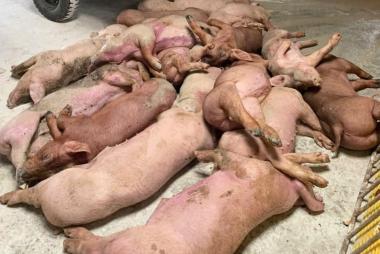 Dịch tả lợn châu Phi khiến nhiều hộ chăn nuôi Ninh Bình trắng tay