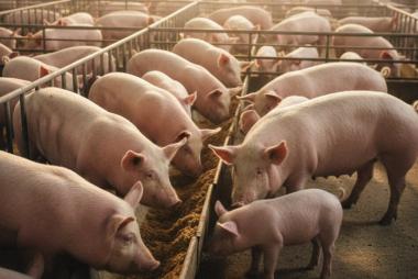 Chăn nuôi heo khởi sắc đầu năm 2026, ngành chăn nuôi vẫn thận trọng trước nguy cơ dịch bệnh