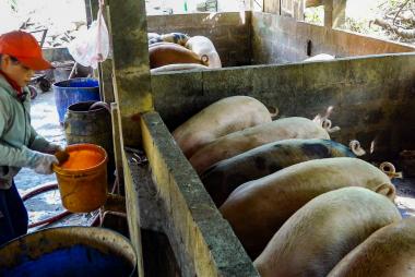 Lâm Đồng tăng cường phòng, chống bệnh dịch tả lợn châu Ph