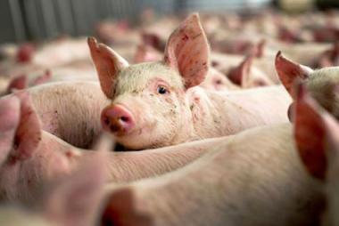 Khẩn: Biến chủng SAT -1 trên gia súc, sức tàn phá khủng khiếp