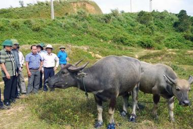 Khánh Hòa tăng cường giám sát dịch lở mồm long móng chủng SAT1