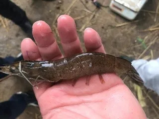 Shrimp showing chromatophore expansion -  a telltale sign of EHP