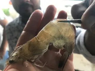 Shrimp with a soft shell - a classic sign of EHP