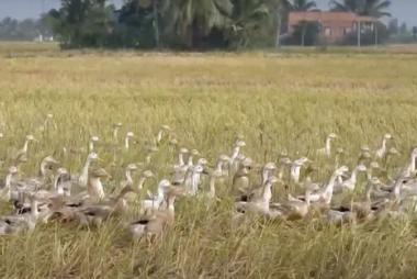 Xuất hiện ổ dịch cúm gia cầm H5N1 tại Đồng Tháp