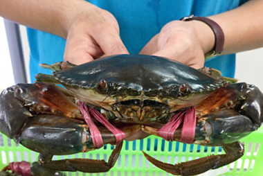Cà Mau’s crab export to be developed as strategic aquatic product after shrimp