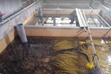 Vĩnh Long: Phát triển vùng nuôi lươn thâm canh đảm bảo an toàn thực phẩm