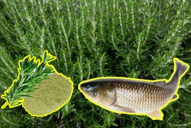 Bột lá hương thảo - Cải thiện tăng trưởng, giảm stress cho cá chép