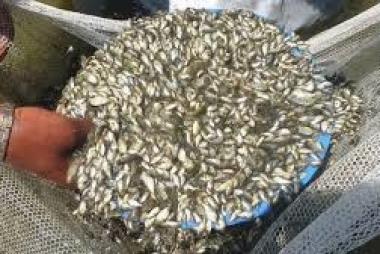 Ấn Độ: MPEDA sản xuất giống cá rô phi nuôi biến đổi gen tại Kerala
