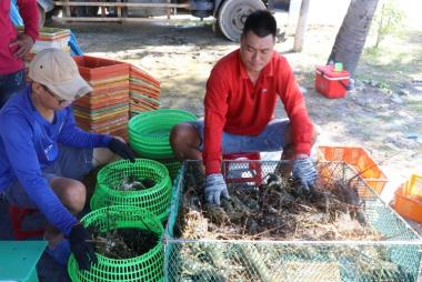 Người nuôi tôm hùm ở Phú Yên vui mừng khi giá tăng trở lại