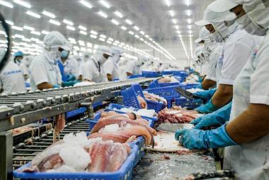 Bộ NN&PTNT sẽ đề xuất ưu tiên cấp đủ vaccine cho doanh nghiệp cá tra