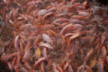Cải thiện năng suất cá diêu hồng bằng chế phẩm sinh học