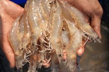 Urgent appeal to control spread of the shrimp microsporidian parasite Enterocytozoon hepatopenaei (EHP)