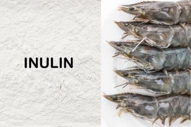 Ứng dụng trên đa loài của Inulin trong thủy sản