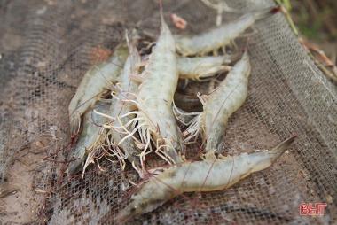 Prevention of White Feces Syndrome, White Gut Disease and White Muscle Disease in Shrimp