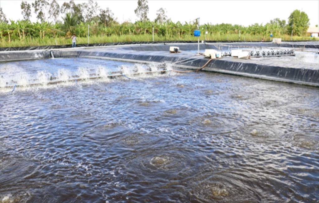 Ca Mau scales up recirculating, biosecure shrimp farming with RAS