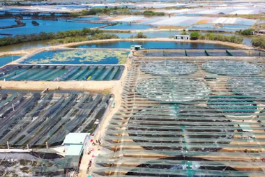 Bac Lieu Province emerges as a model for high-tech shrimp farming