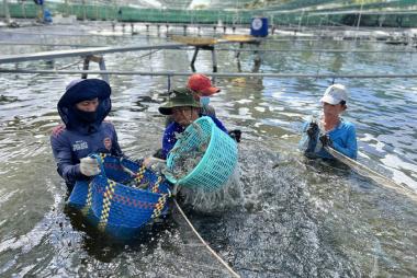 Sóc Trăng Province: Over 16,000 hectares of shrimp stocked, estimated production reaches 35,500 tons