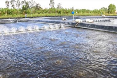 Ca Mau scales up recirculating, biosecure shrimp farming with RAS