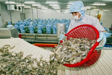 Vietnam shrimp exports in first nine months of 2025: Fastest growth in three years, but Q4 outlook faces headwinds
