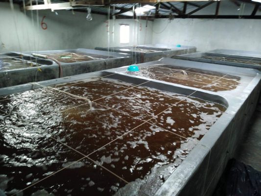 Bể ương tôm cần theo dõi thường xuyên để sớm phát hiện các dấu hiệu bất thường