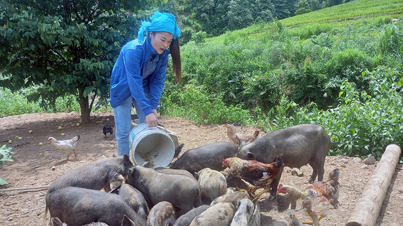 Mô hình nuôi lợn thả rừng ở xóm Chàm, xã Tân Pheo, huyện Đà Bắc