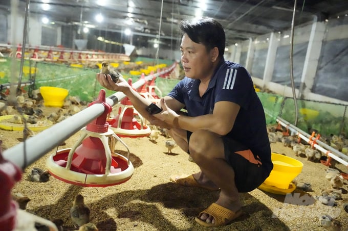 ê Xuân Thuận đang kiểm tra nhiệt độ trong khu vực úm gà 6 ngày tuổi. Ảnh: Phúc Lập.