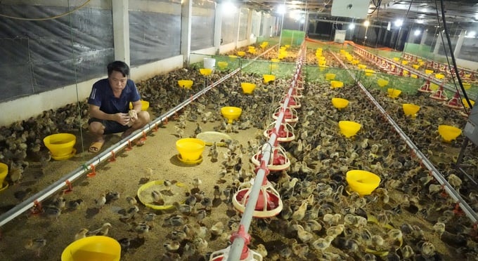 Thuận cho biết, do ít vốn, chưa có nhiều kinh nghiệm nên anh chọn cách khởi nghiệp an toàn. Ảnh: Hồng Thủy.